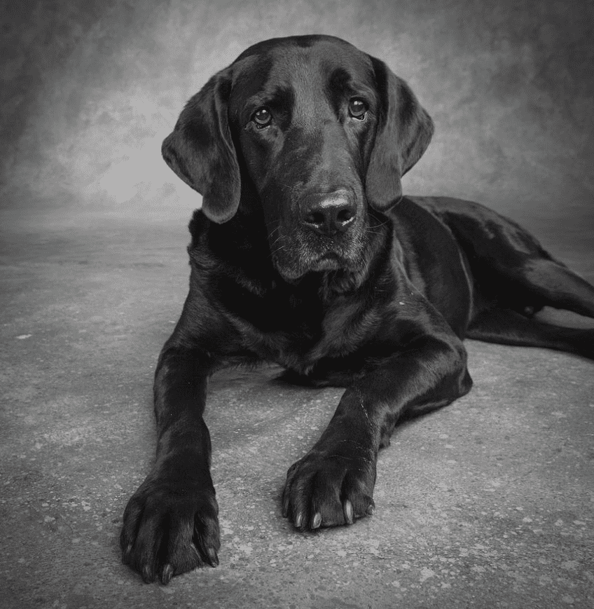 Volunteer with rescue dogs